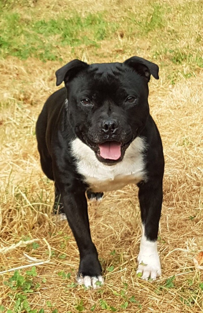 J apache lovelystaff Du Domaine Eternel